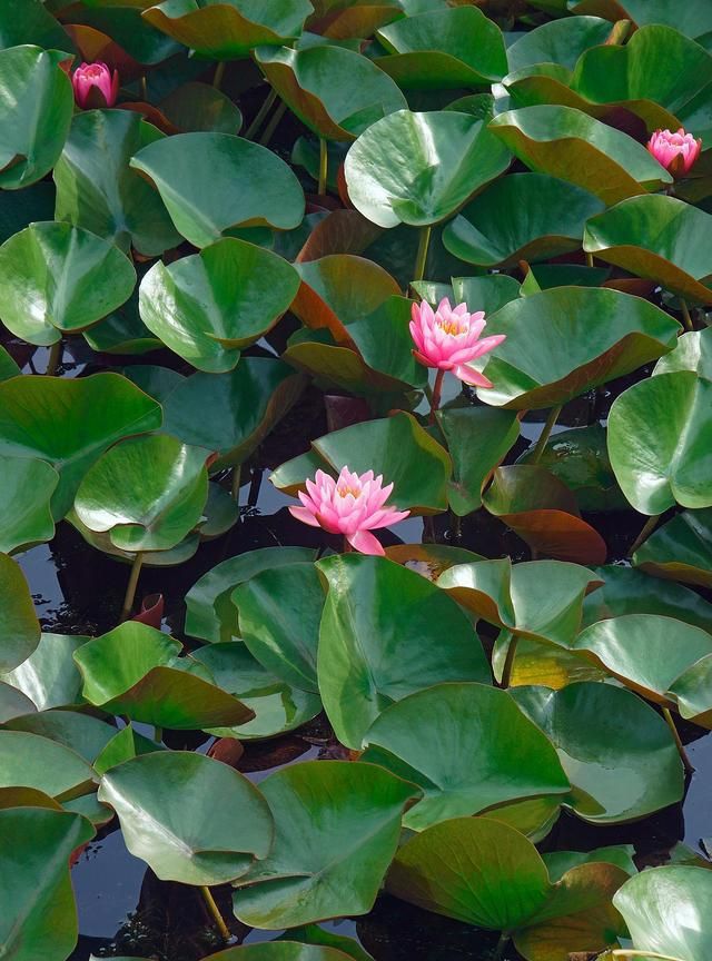  p data-id="gnsolc032v">能在水中生长的植物,统称为水生植物.