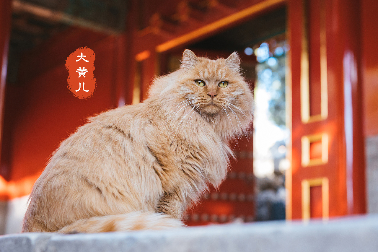 故宫猫