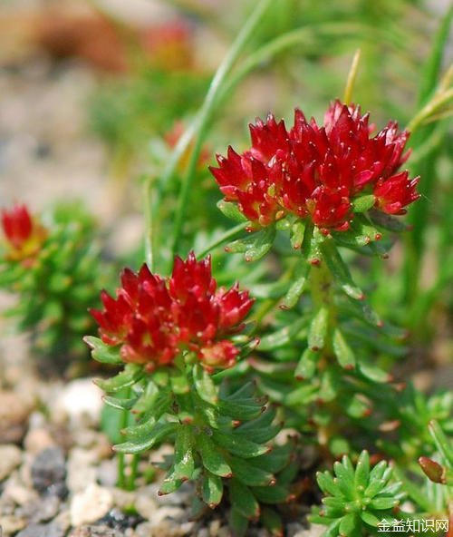 红景天(原变种)