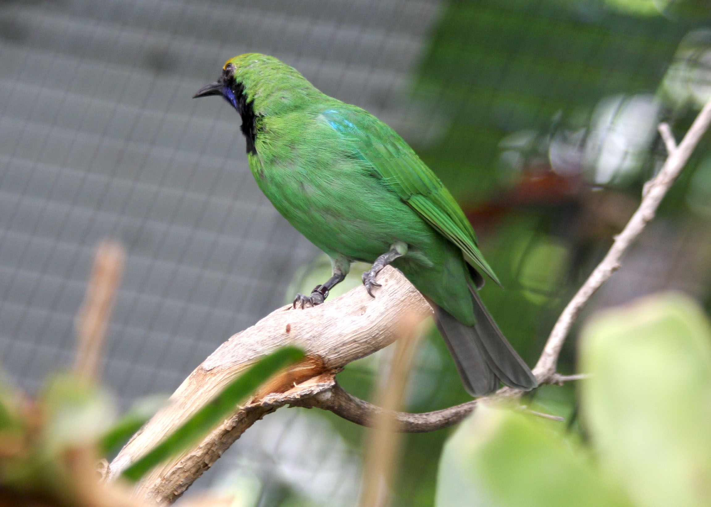 chloropsis aurifrons