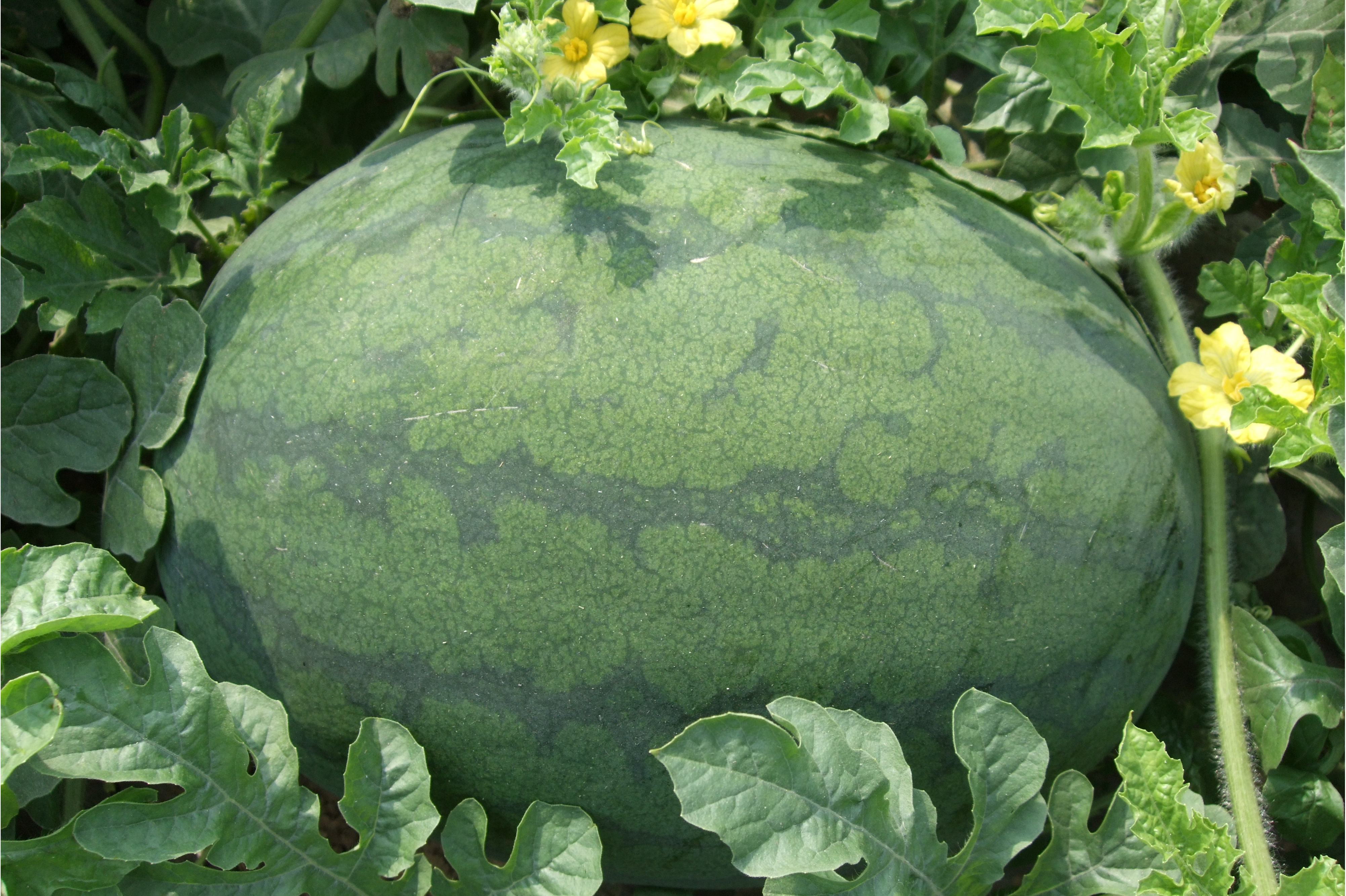  p>旺得福是 a target="_blank" href="/item/西瓜属/3326647" data