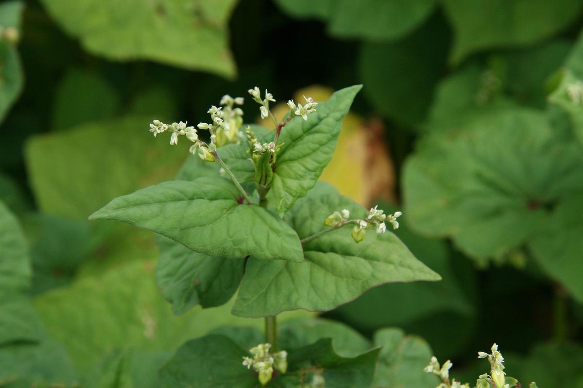 苦荞麦