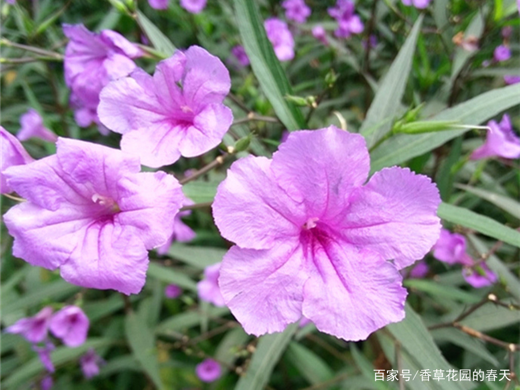 朝开暮谢的兰花草 预防好根腐病的发生 从春到秋都有新花朵绽放 百科ta说