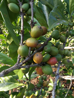 迈号镇种植的利比利卡大粒种