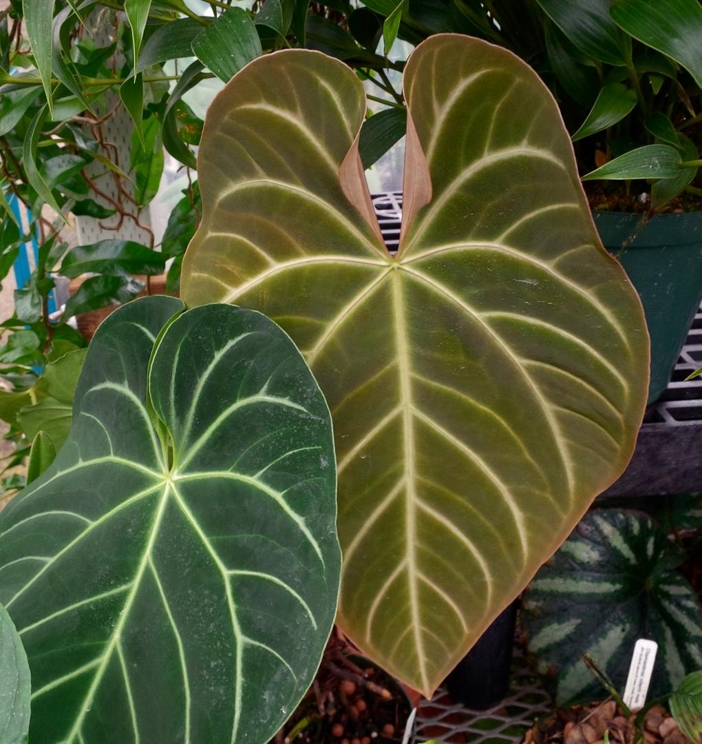  p>华丽花烛( i>anthurium magnificum /i>)是 a target="_blank"