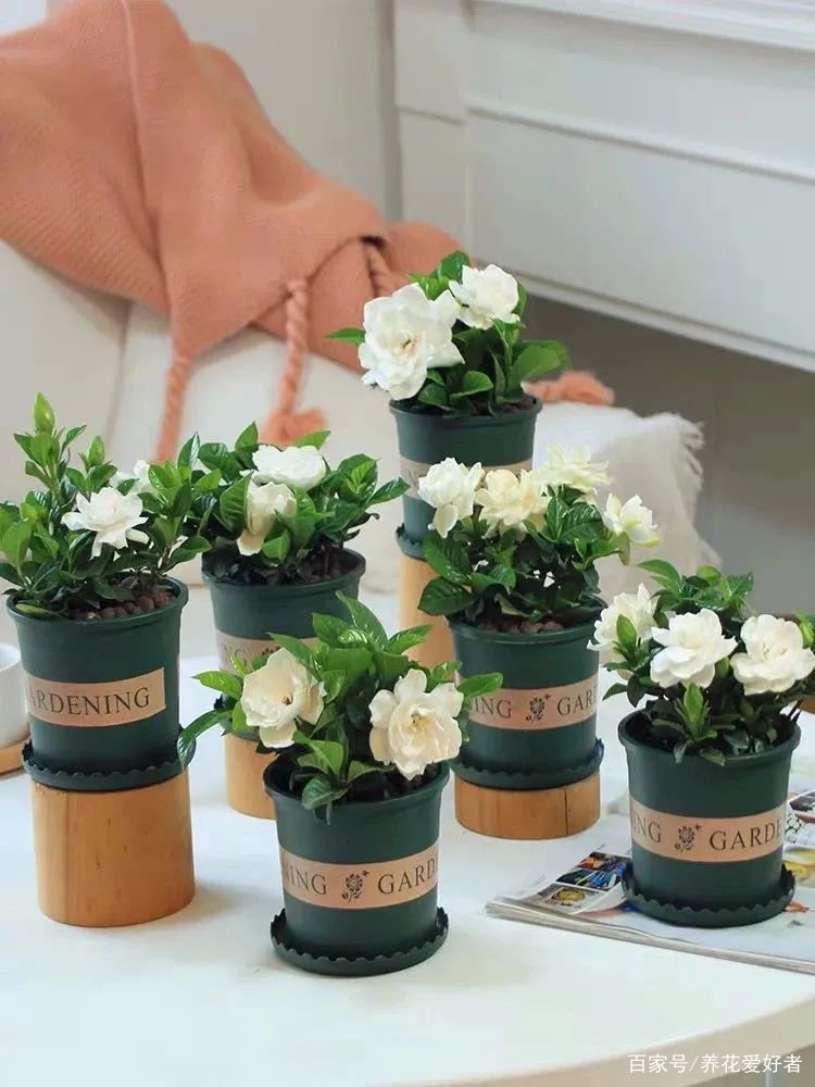 四种香香花 越热越开花 夏天养一盆 满室生香 比喷香水还好闻 百科ta说