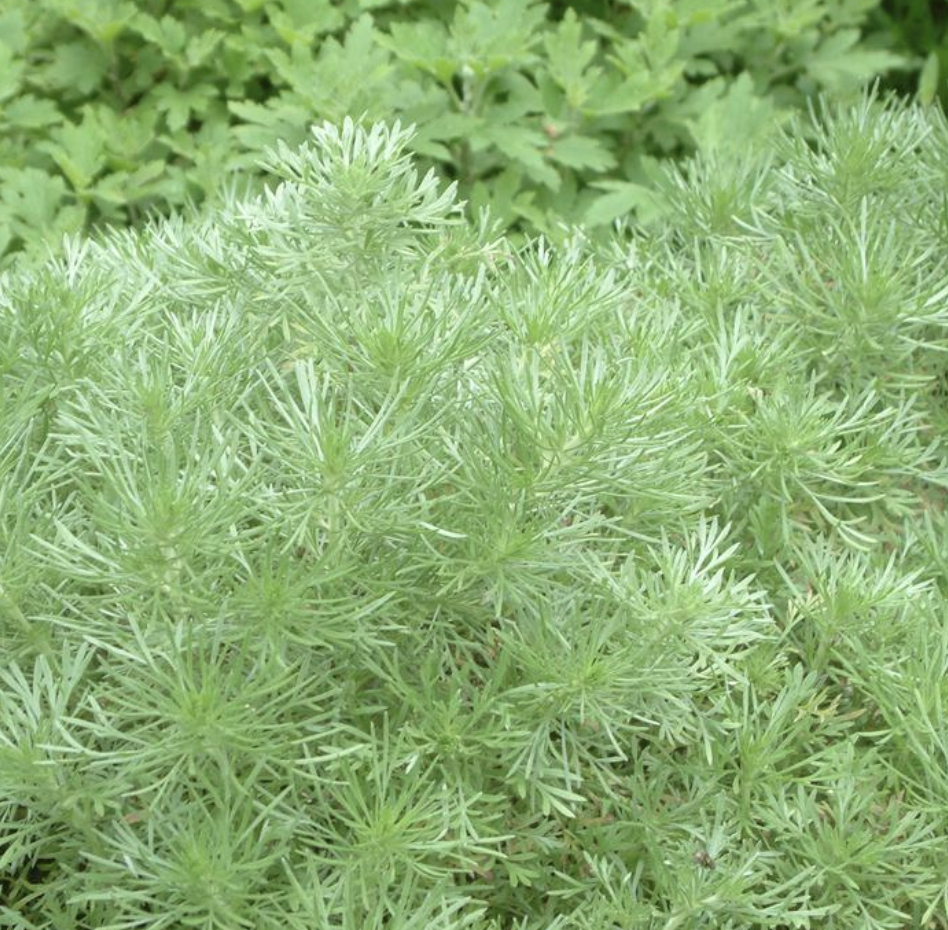  p data-id="gnwmdk0zcw">朝雾草( i>artemisia