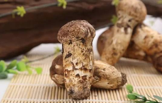 野生松茸_百度百科