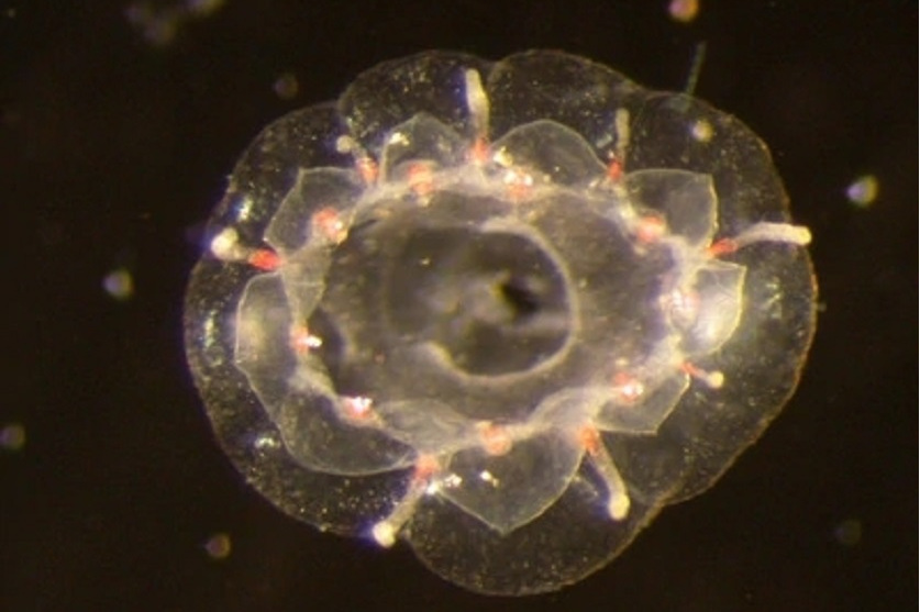  p>生殖器之城是发现于澳大利亚的一种生殖器露在外面的新种水母.