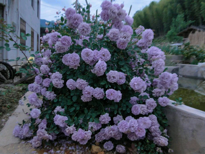 蓝色阴雨，优秀的藤本月季，好养易打理，四季都开花，阳台也能养_百科TA说