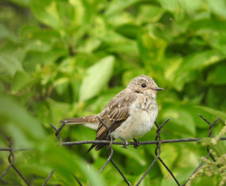 spotted flycatcher