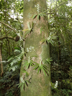 Ornithocephalus cochleariformis_百度百科