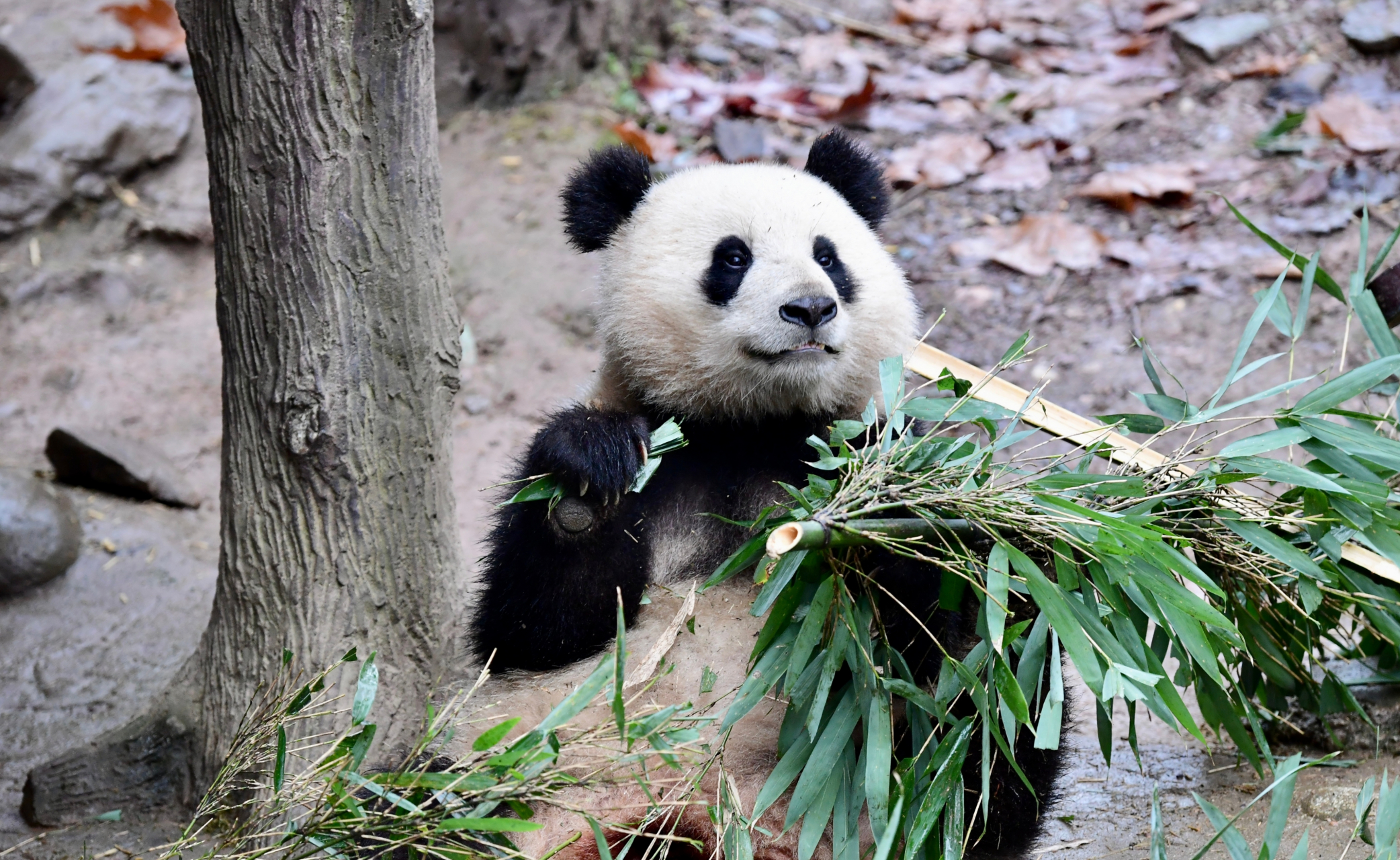 宝,雌性,2021年9月12日出生于中国大熊猫保护研究中心卧龙神树坪基地