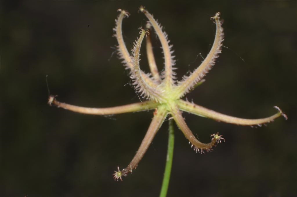  p>蝎尾菊(学名: i>koelpinia linearis /i> pall.