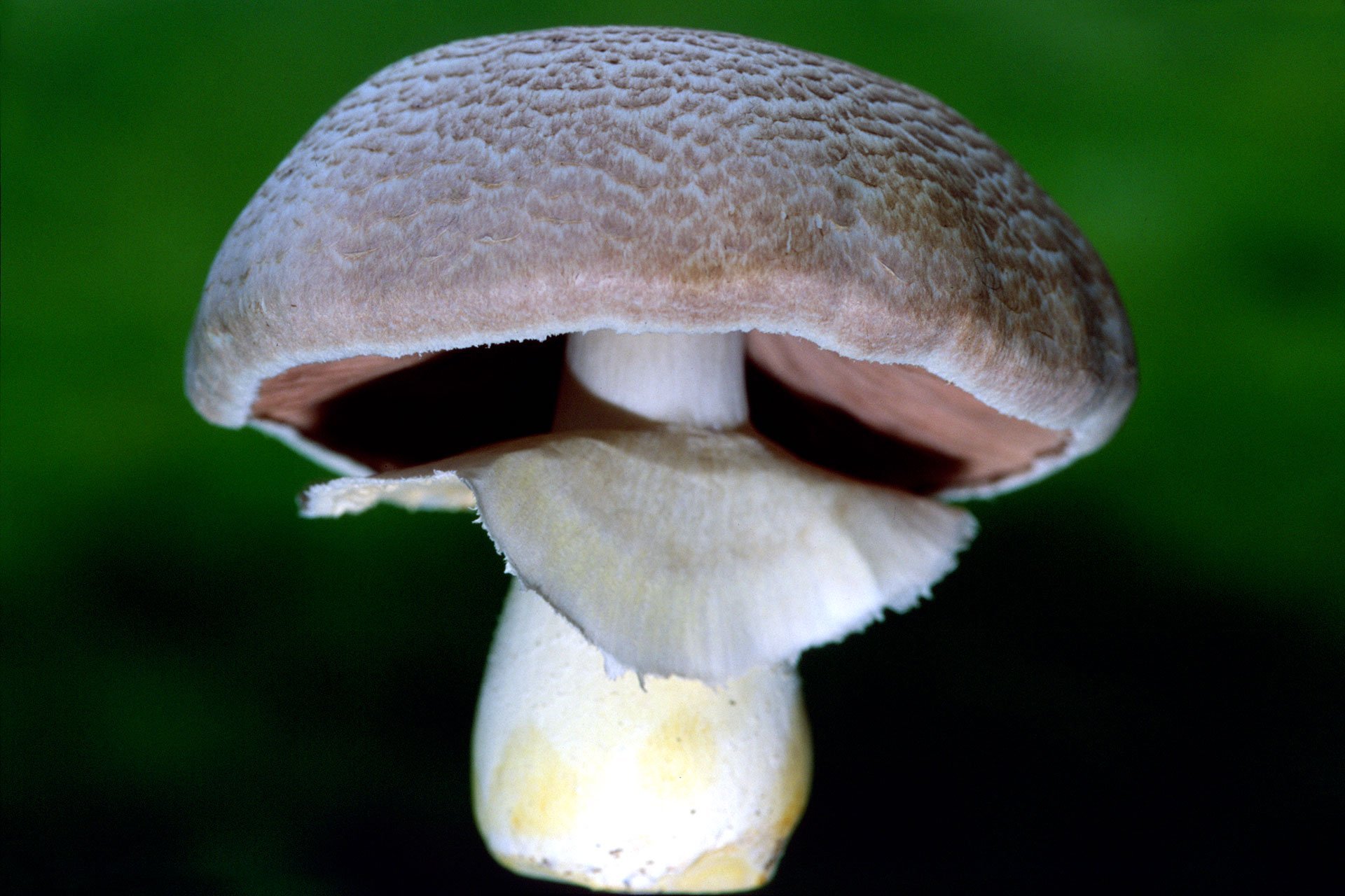  p>巴西蘑菇(学名: i>agaricus blazei  /i>murill)是伞菌科,蘑菇属