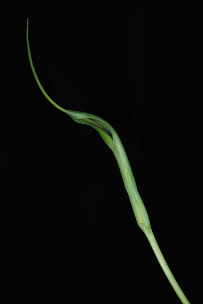 半夏（天南星科半夏属植物）_百度百科