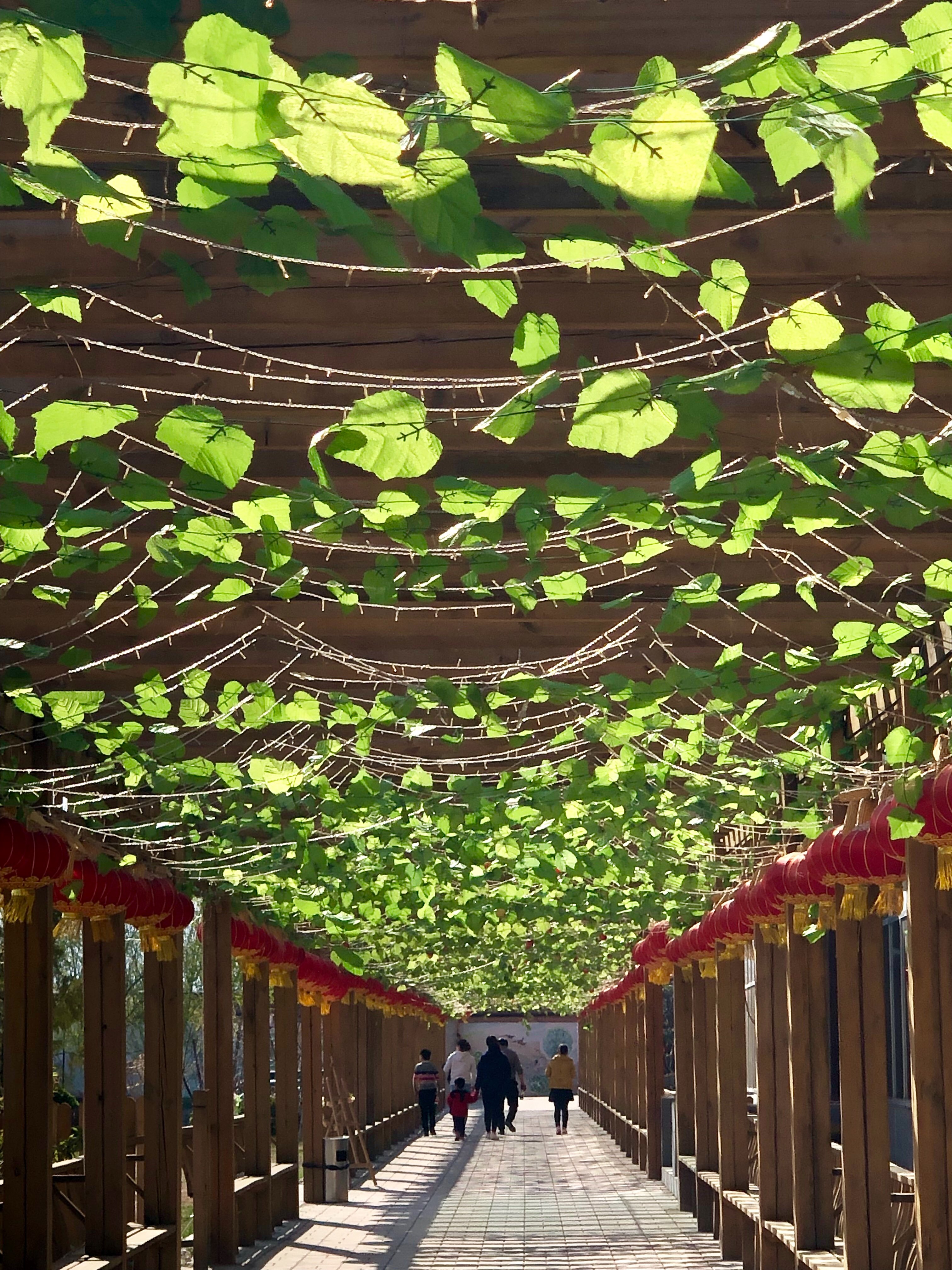 data-lemmaid="29705">太原市 /a>尖草坪区的绿色生态庄园