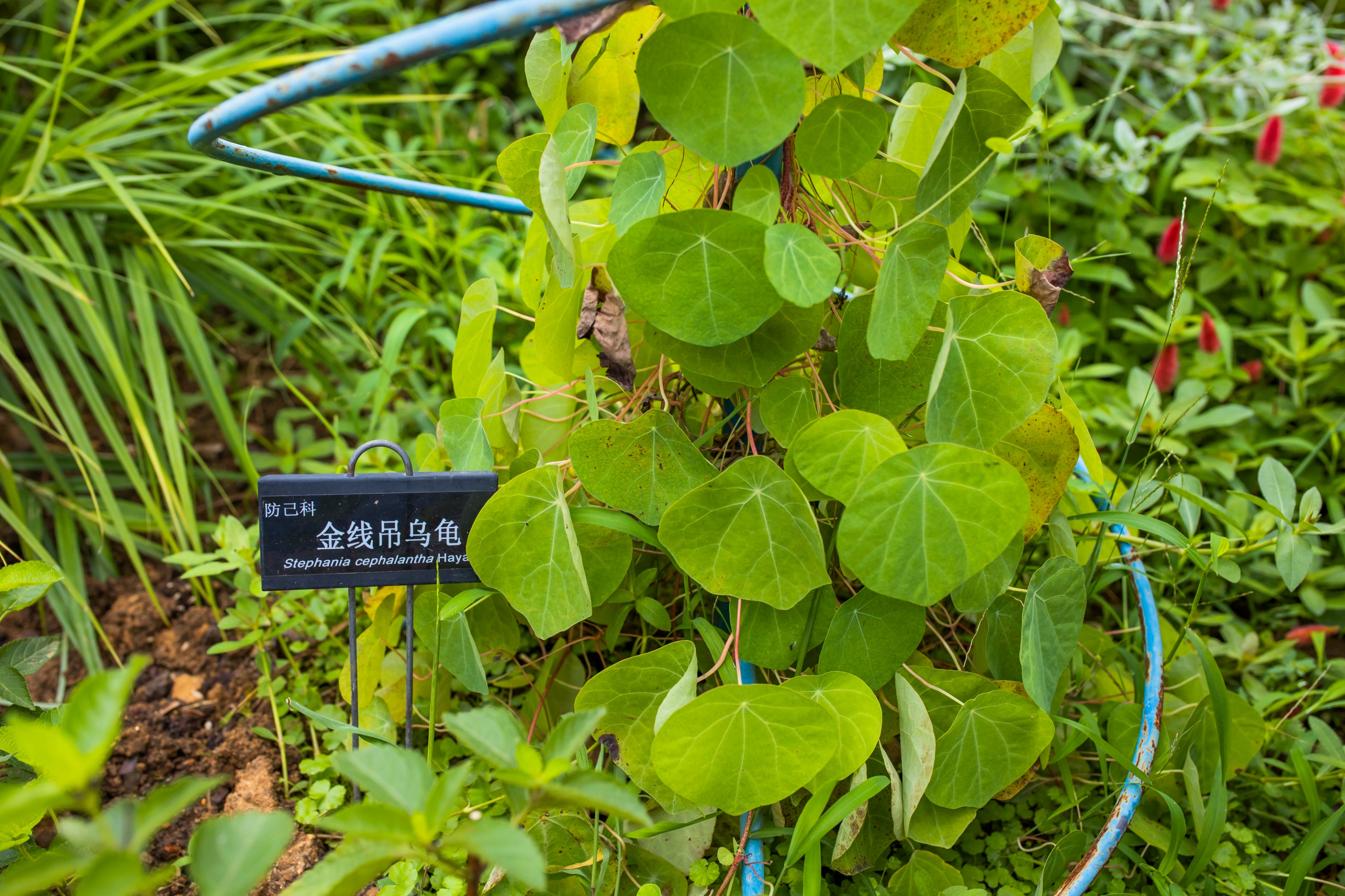  p data-id="gnbkx6fk56">金线吊乌龟( i>stephania cepharantha /i>