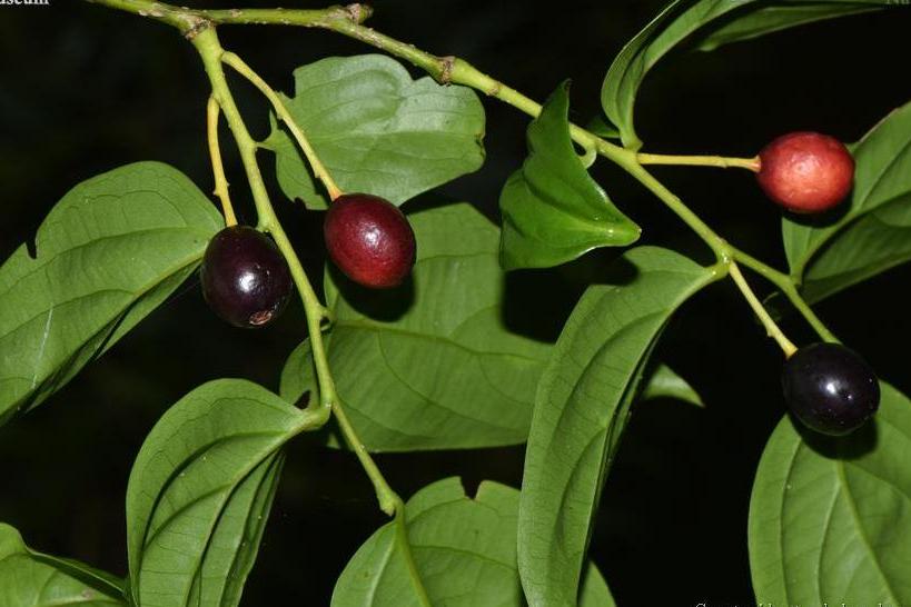 麻栗坡青皮木(变种)