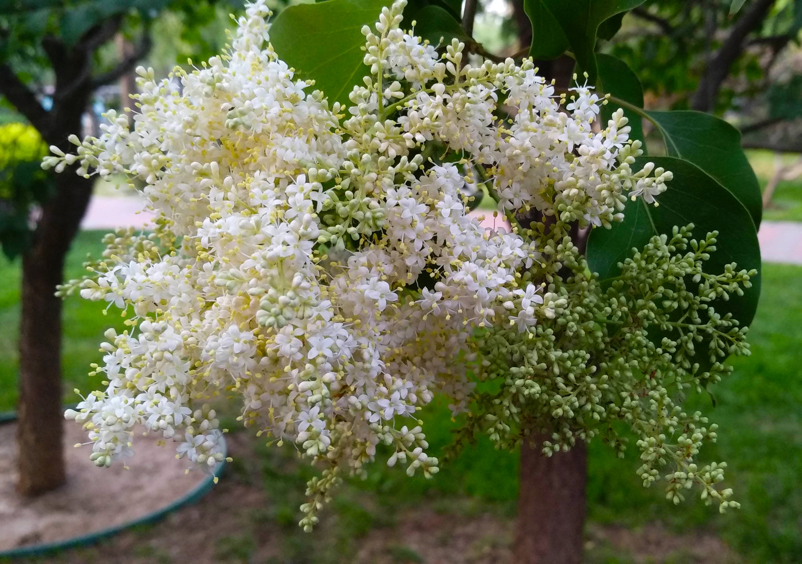 北京丁香qhqjc家系