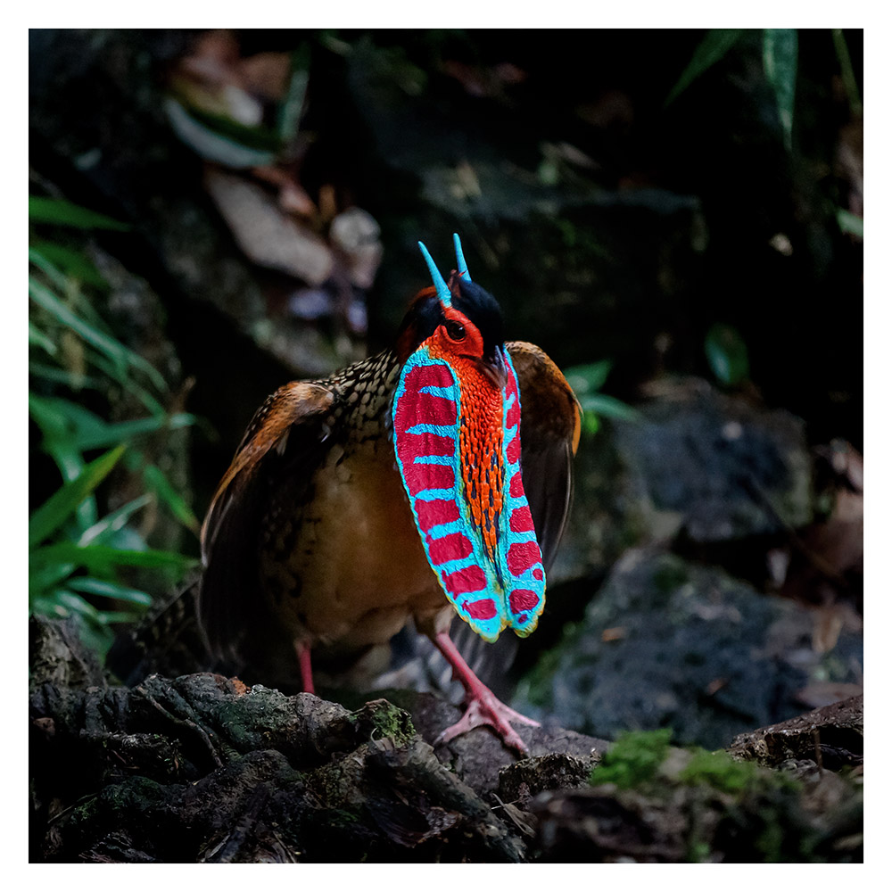 黄腹角雉广西亚种