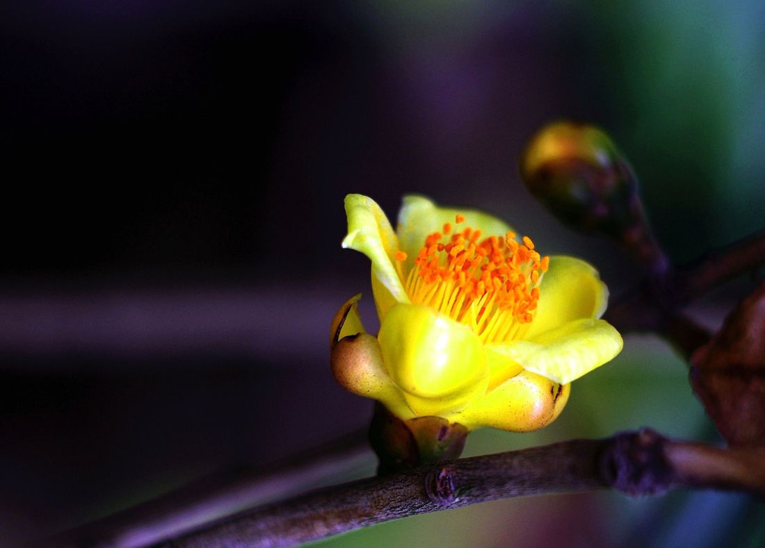 抱茎金花茶无性系13号