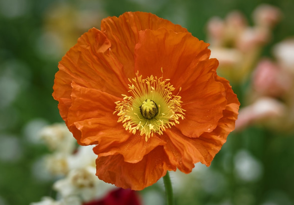  p>罂粟属(学名: i>papaver /i>):是罂粟目,罂粟科下的一属植物,共有