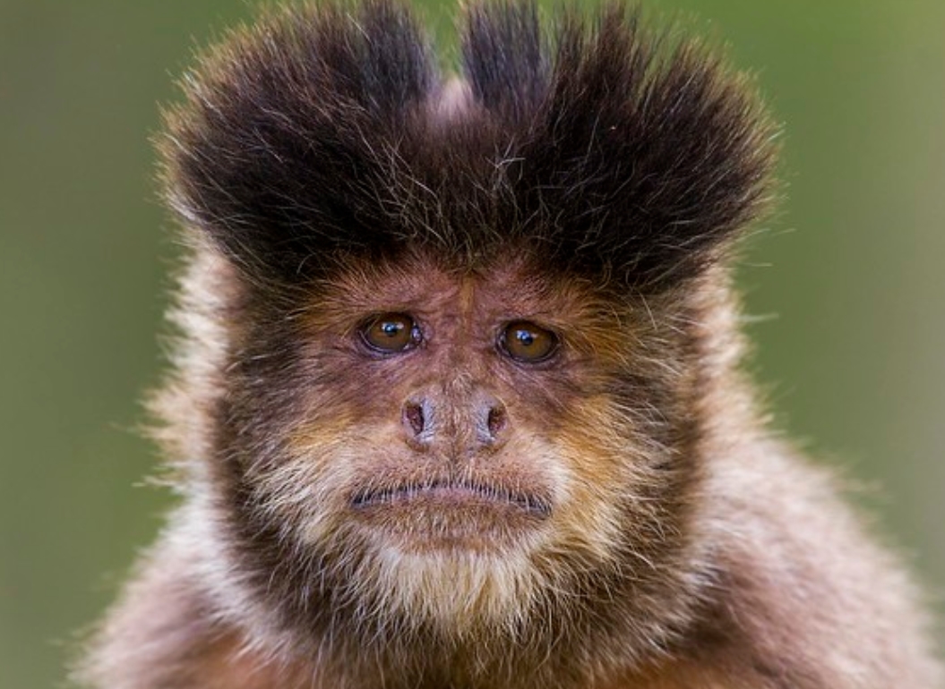 black-striped capuchin