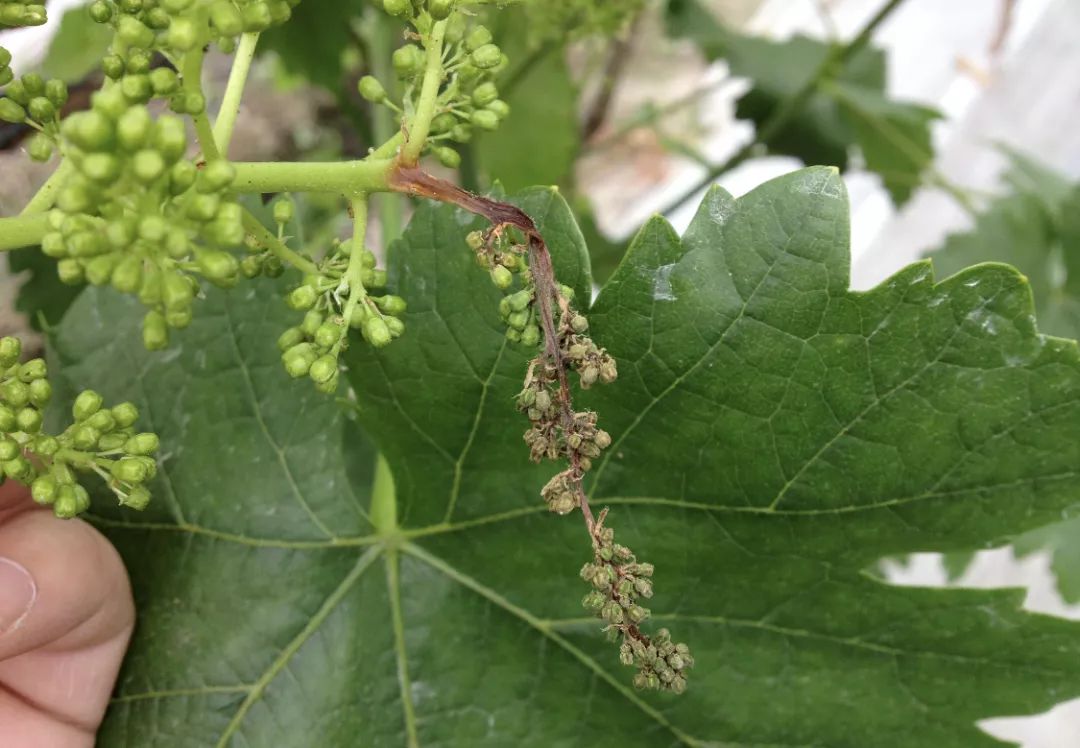 葡萄穗轴褐枯病