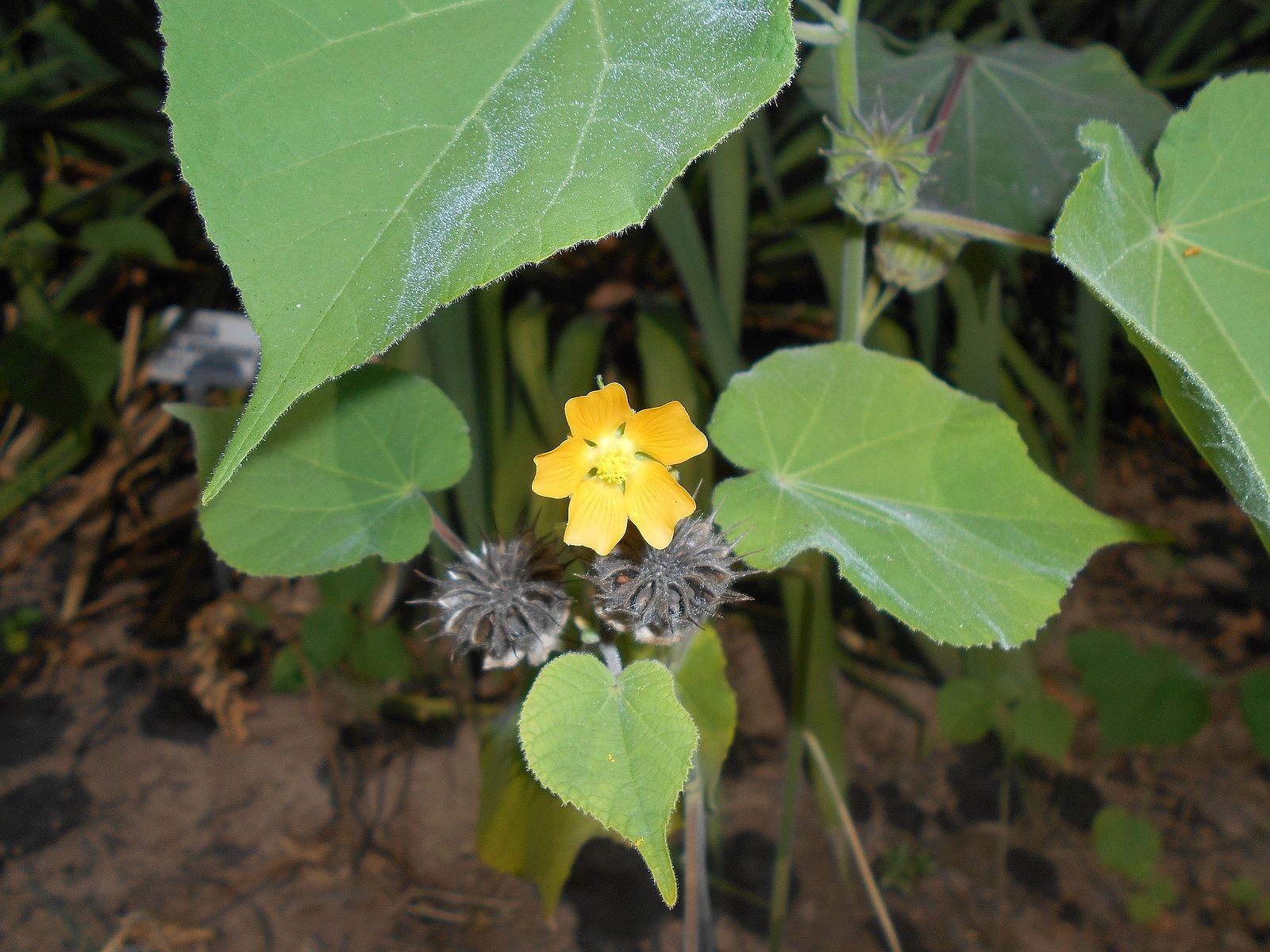 theophrasti /i> medicus)锦葵科苘麻属一年生亚灌木草本植物