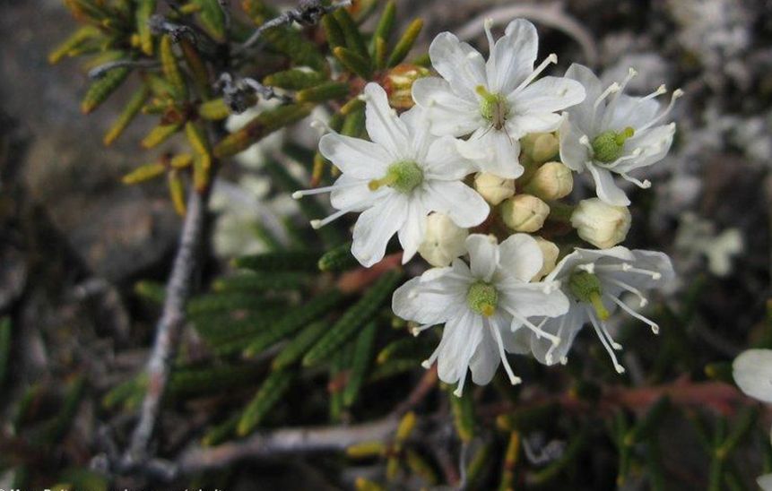 decunbens ait),杜鹃花科,杜香属,变种与原变种的区别在于植株更矮小