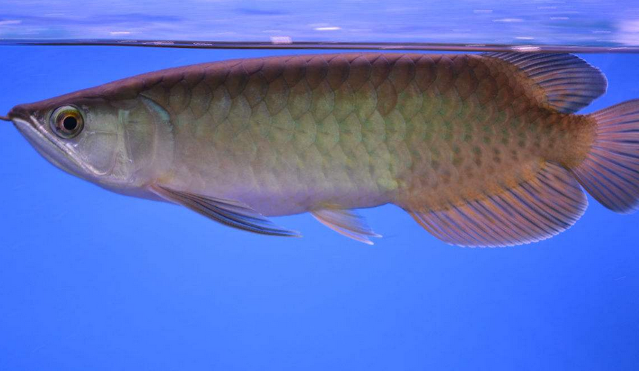  p> a target="_blank" href="/item/青龙鱼/8765211" data-lemmaid="