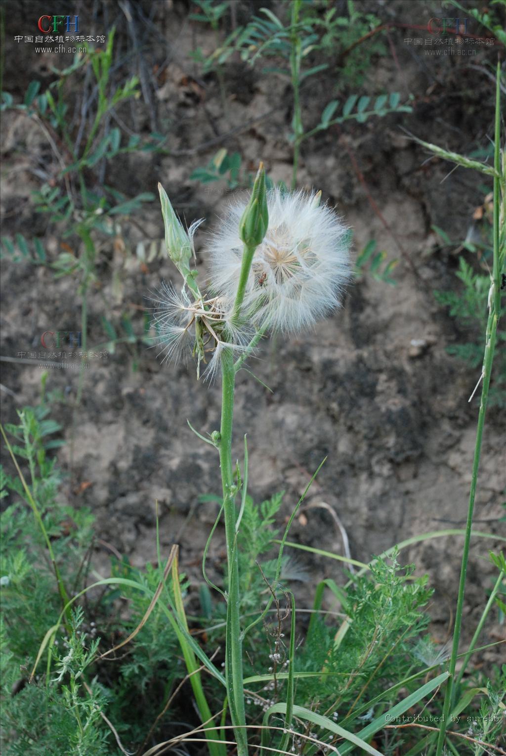  p>华北鸦葱(学名: i>scorzonera albicaulis  /i>bunge)是菊科鸦葱属