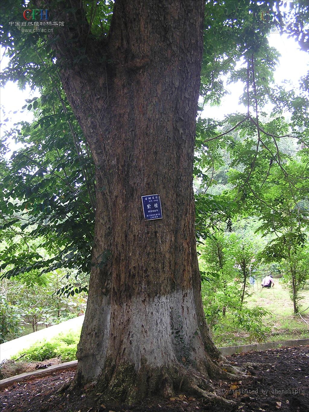 这种木材具有很强的香味,并可以持续很多年,因此被称为"蔷薇木".