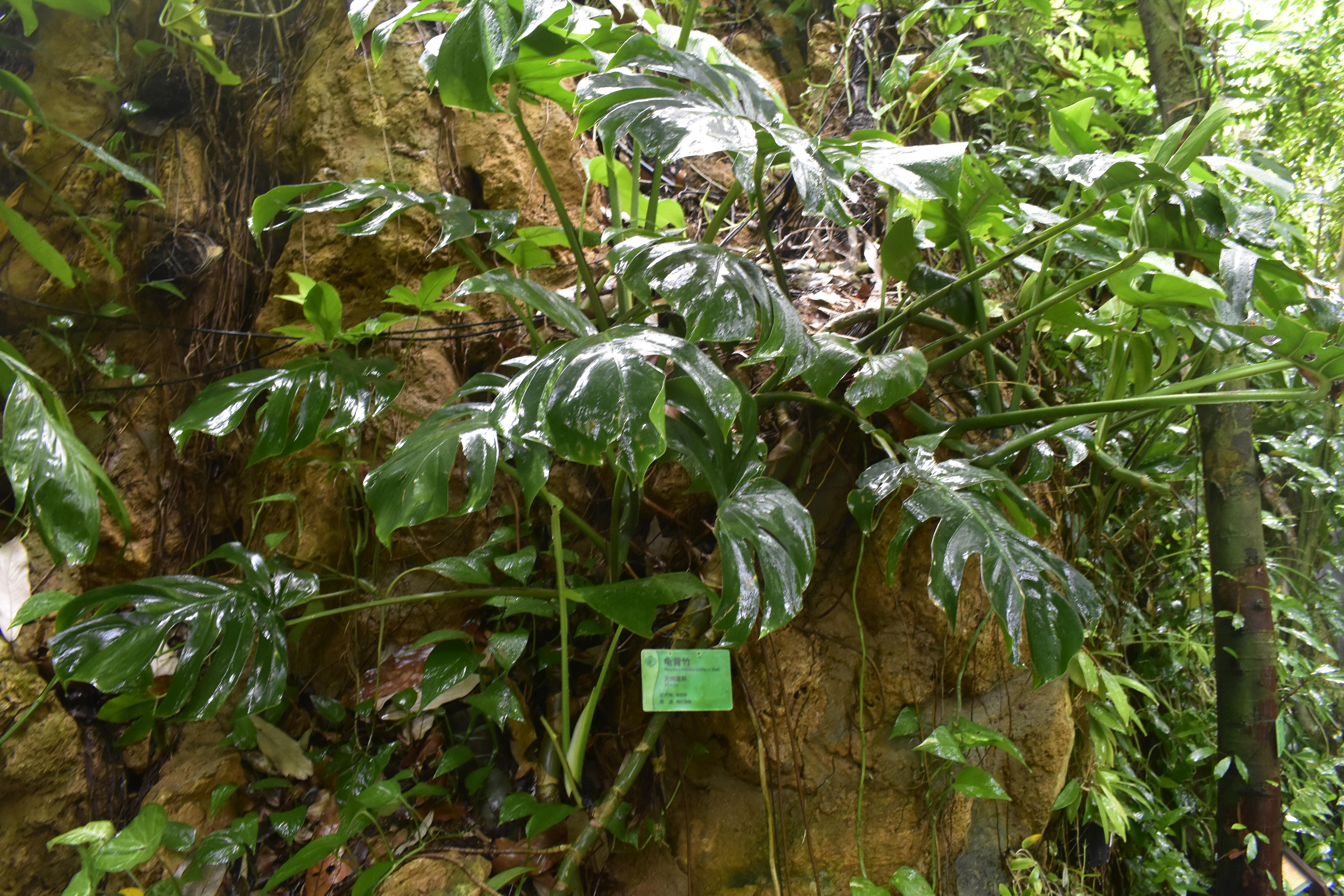  p>龟背竹(学名: i>monstera deliciosa /i> liebm.