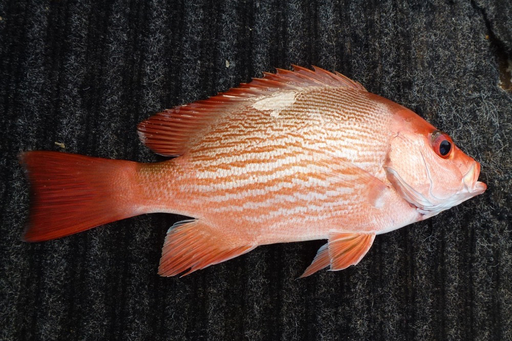  p>红鳍笛鲷(学名: i>lutjanus erythropterus /i>)是笛鲷科,笛鲷属