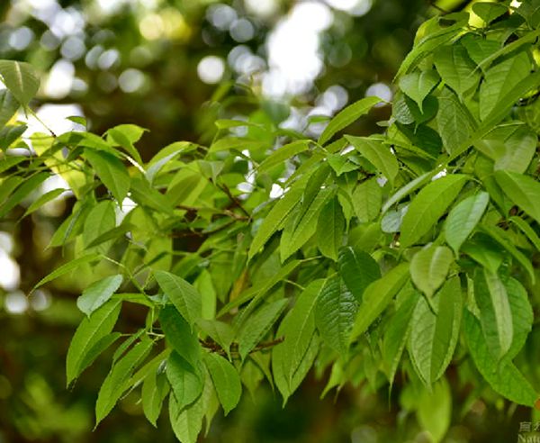  p>细青皮(学名: i>altingia excelsa /i> noronha)是金缕梅科,蕈树属