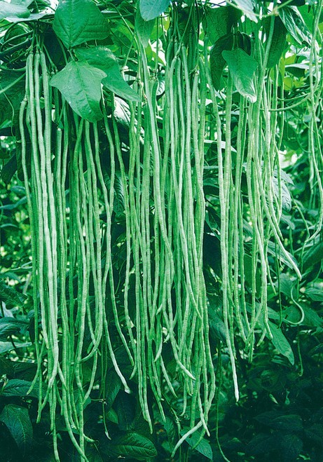  p>豇豆属(学名: b>vigna /b>&nbsp;savi)是豆科豇豆属植物,花冠