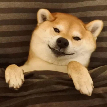 养一只忠诚的柴犬 你准备好了吗 百科ta说