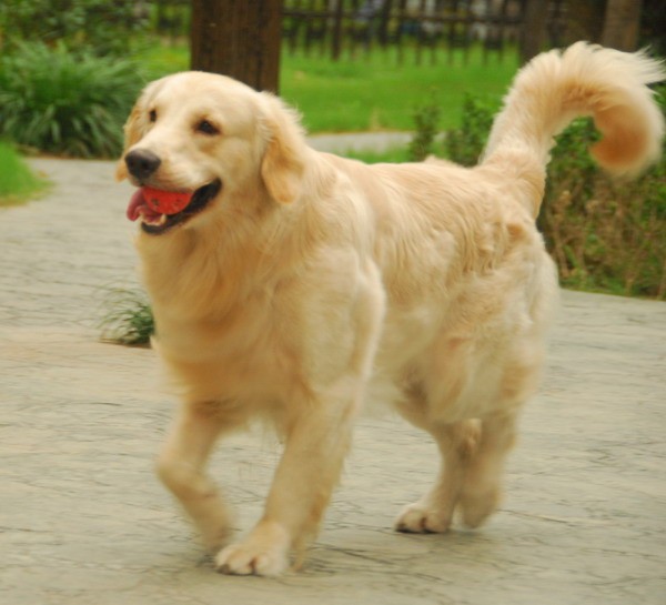  p>金毛寻回犬(golden retriever)是单猎犬,比较流行的狗的品种.