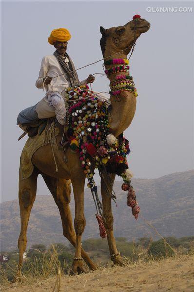  p>单峰驼(学名: i>camelus dromedarius /i>):体长约3米,高2米以上