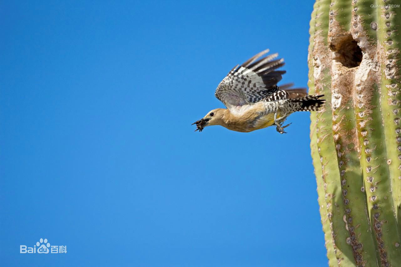  p>吉拉啄木鸟是属 a href="#">鴷形目 /a> a href="#" data-lemmaid=