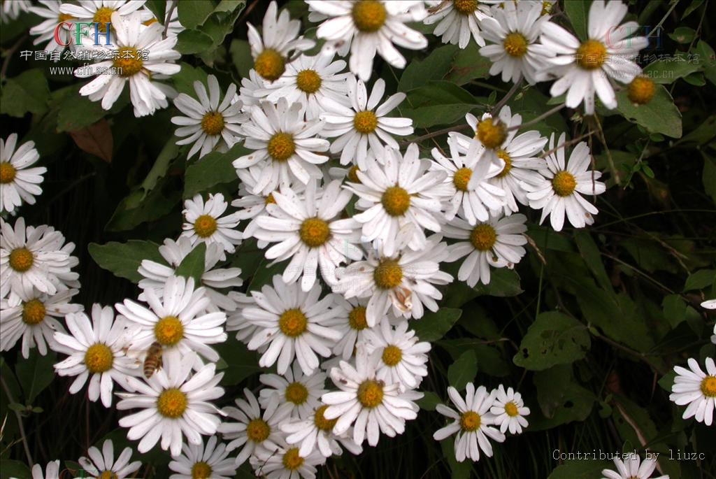  p>毛华菊产于中国河南西部,湖北西部和东部及安徽西部的低山山坡和