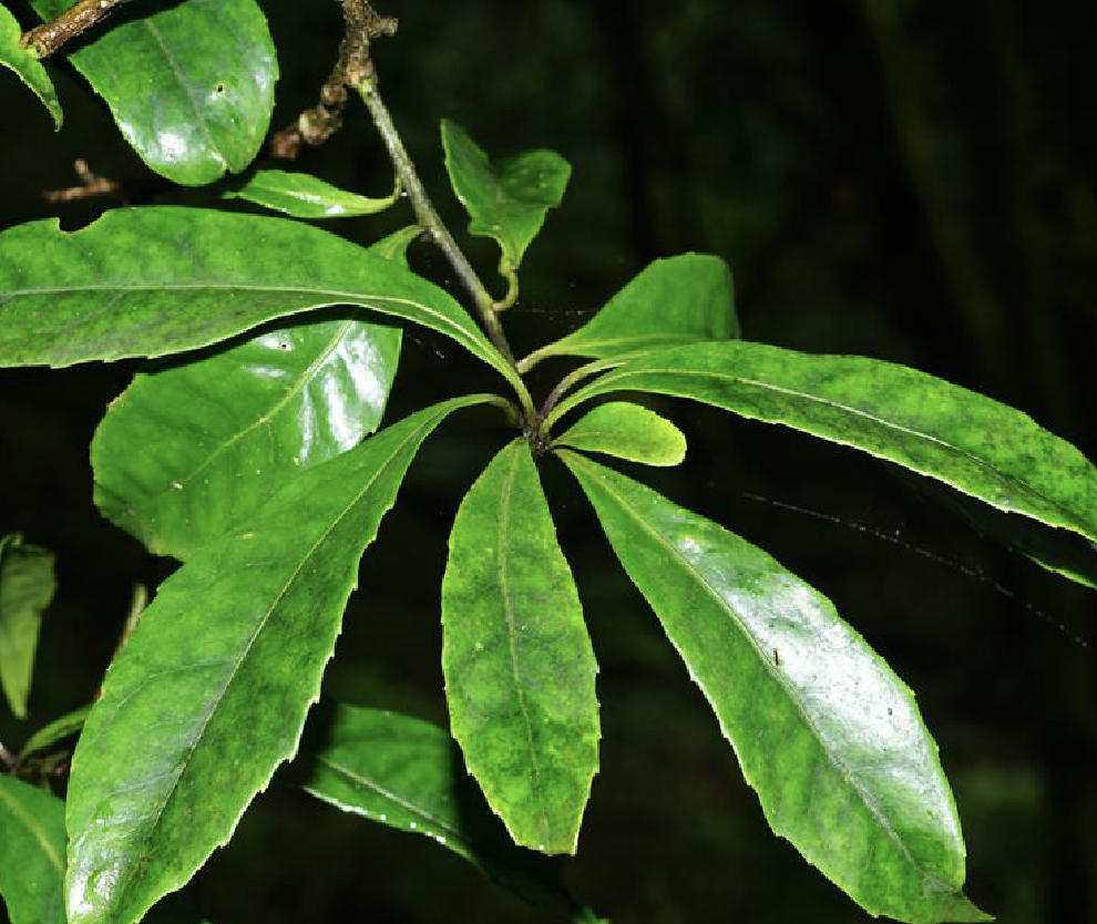  p>瑞丽山龙眼(helicia shweliensis w. w.