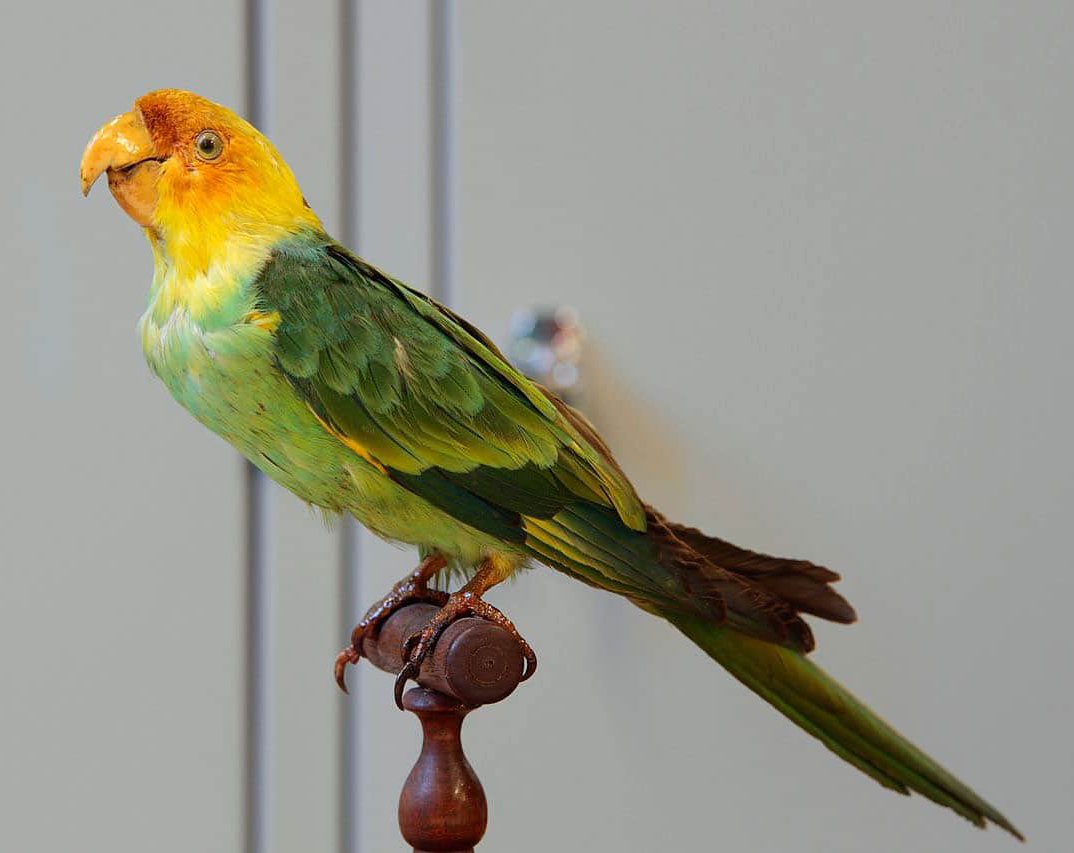  p>卡罗来纳州长尾小鹦鹉(学名: i>conuropsis carolinensis /i>):是