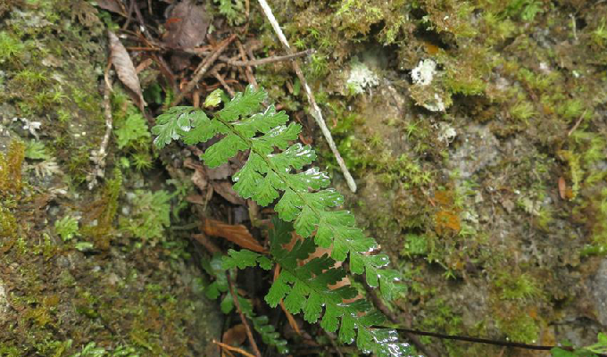  p>都匀铁角蕨是一种铁角蕨科,铁角蕨属类生物,基部圆截形,略不对称