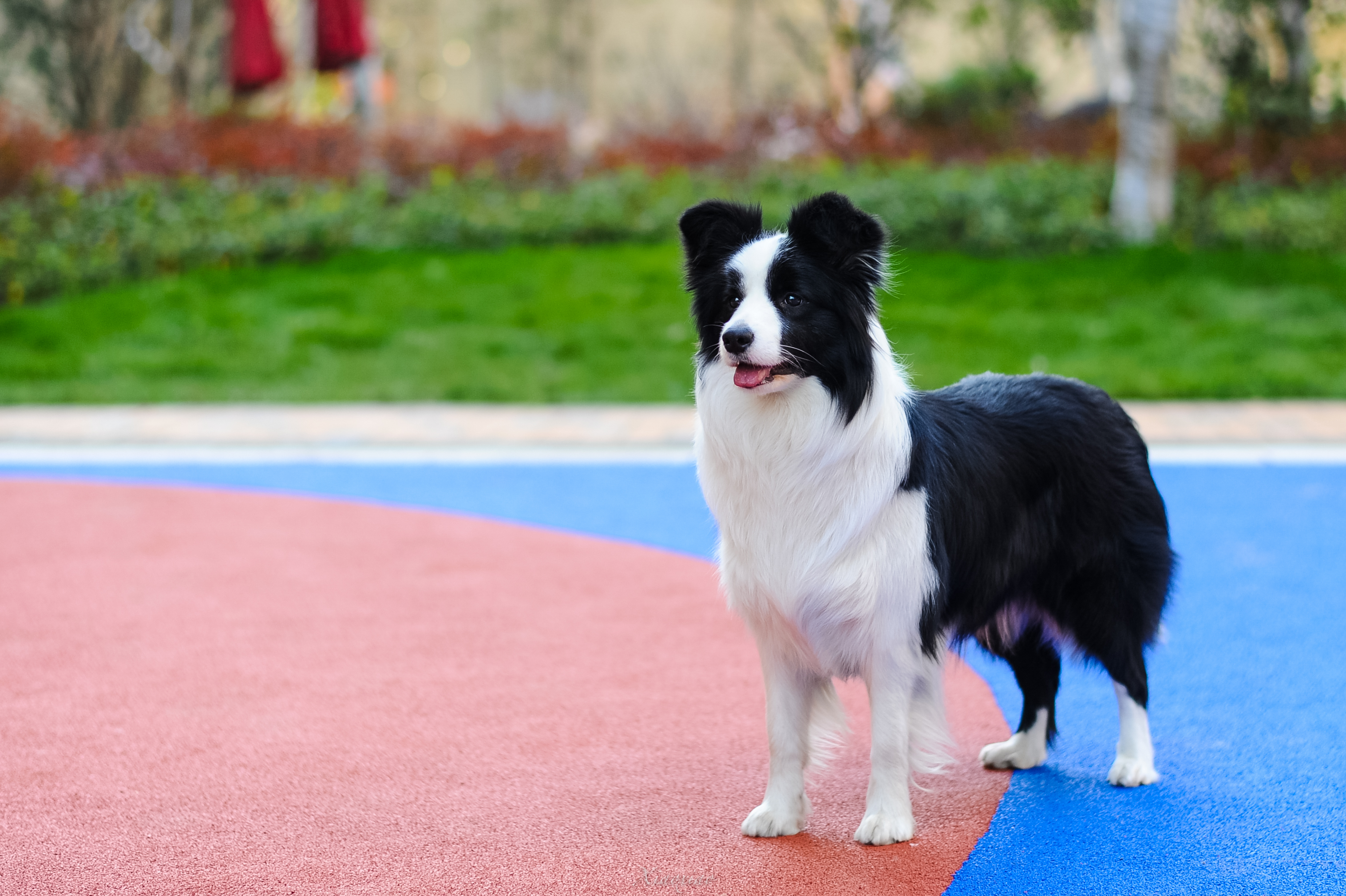  p>边境牧羊犬(英文名:border collie)是一种牧羊犬,为 a target="