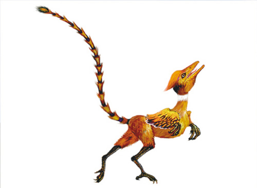  p>中华龙鸟生存于距今1.4亿年的早白垩世.