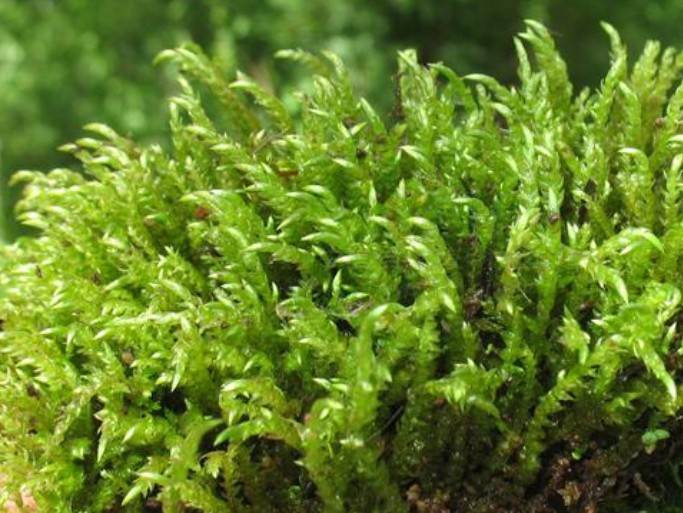  p>镰刀藓藓丛柔弱,黄绿色或深绿色.植物体粗大,绿色或棕黄绿色.