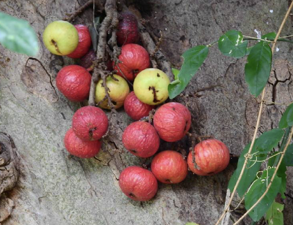  p data-id="gnbutoiabw">聚果榕(学名: i>ficus racemosa /i> l.